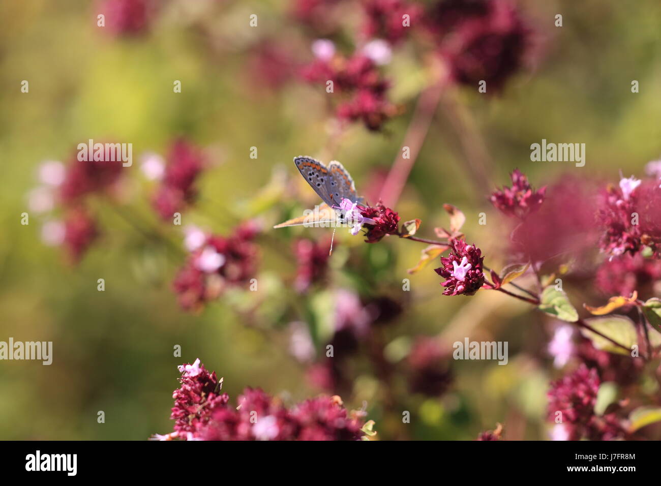 Schließen Sie blau schöne beauteously schöne Makro Nahaufnahme Makro Aufnahme hautnah Stockfoto