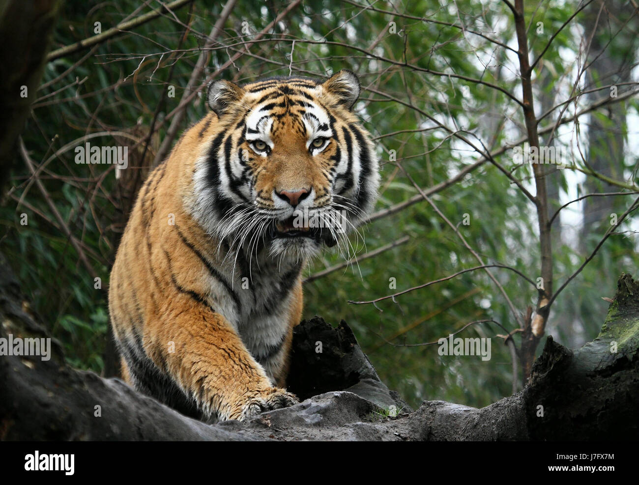 Säugetier Raubkatze Raubkatze Katze Tiger Quest droht periled schön Stockfoto