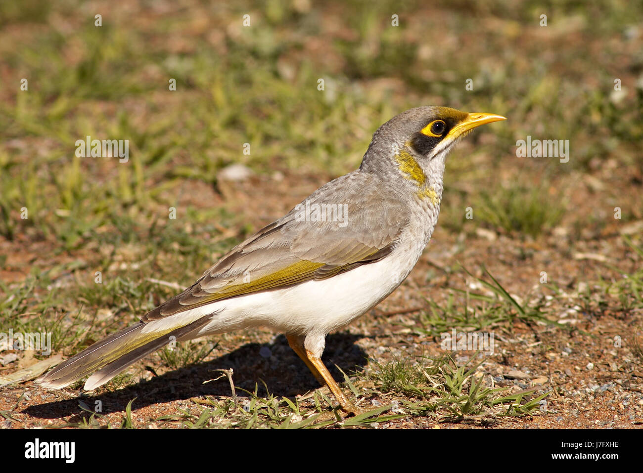 einzelne Tiere Vogel Foto Kamera Federn Schnabel einen gemeinsamen Image Bild-Kopie Stockfoto