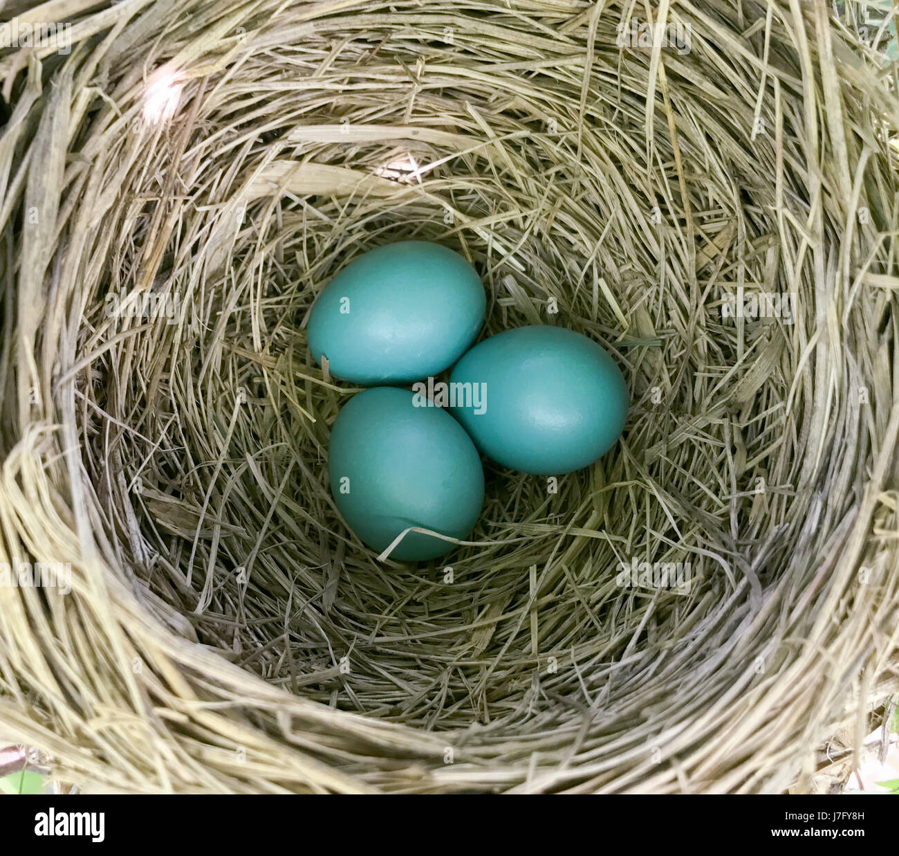 American Robin Eiern sitzen in einem Stroh Nest. Stockfoto