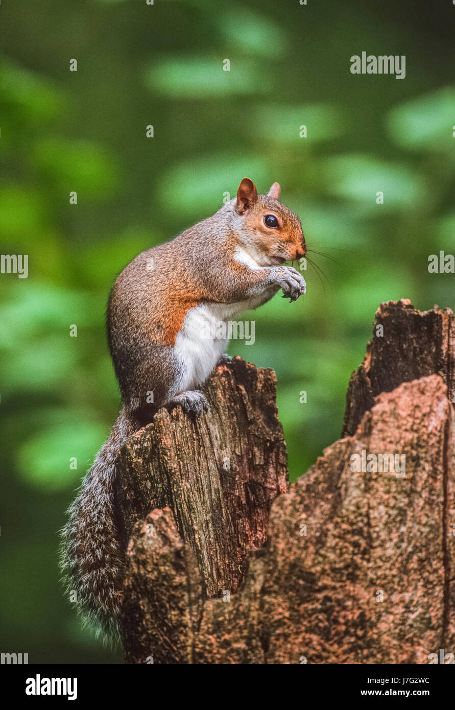 Graue Eichhörnchen, östlichen grauen Eichhörnchen oder graue Eichhörnchen (Sciurus carolinensis), Regent's Park, London, Großbritannien, Britische Inseln, Stockfoto