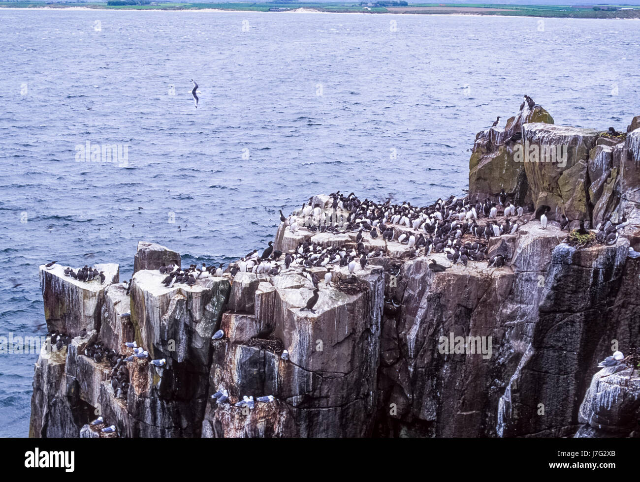 Seevogel-Kolonie, mit Verschachtelung Common Murre oder gemeinsame Guillemot (Uria Aalge), Farne Islands, Vereinigtes Königreich Stockfoto