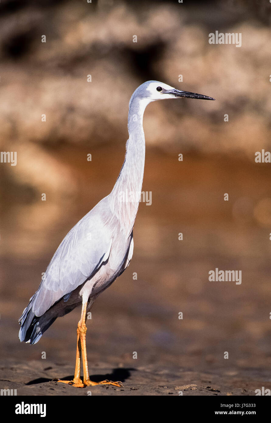 White-faced Heron, (Egretta novaehollandiae), New South Wales, Australien Stockfoto