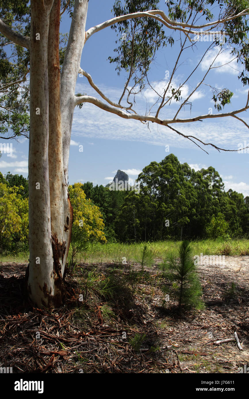 blauer Baum Hügel grünen Sommer sommerlich Australien Berglandschaft Landschaft Stockfoto