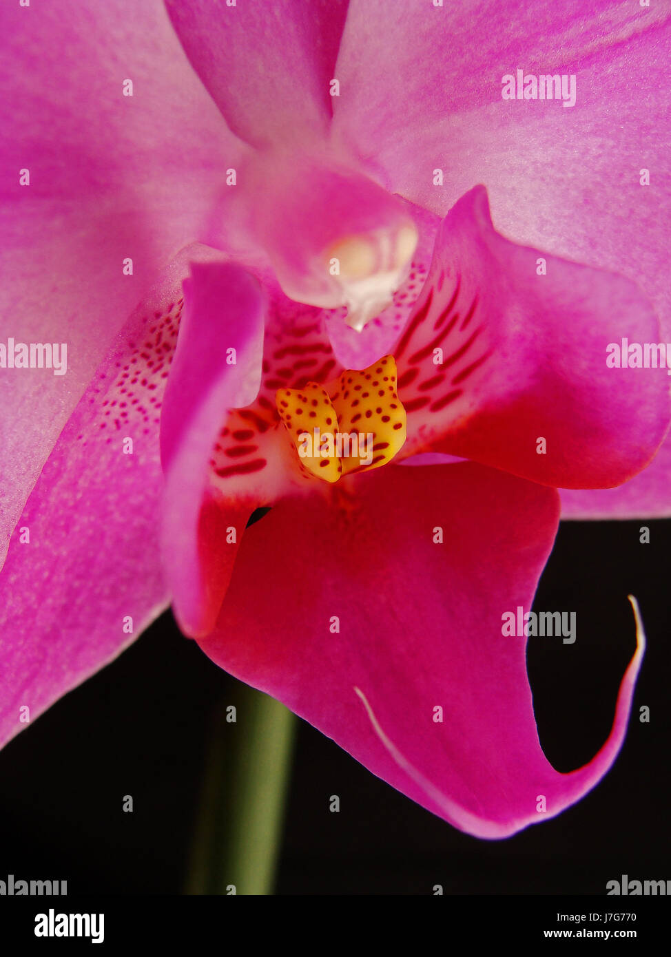 Nahaufnahme Makro Nahaufnahme Makro Aufnahme Ansicht Blüte Blüte gedeihen gedeihen Stockfoto