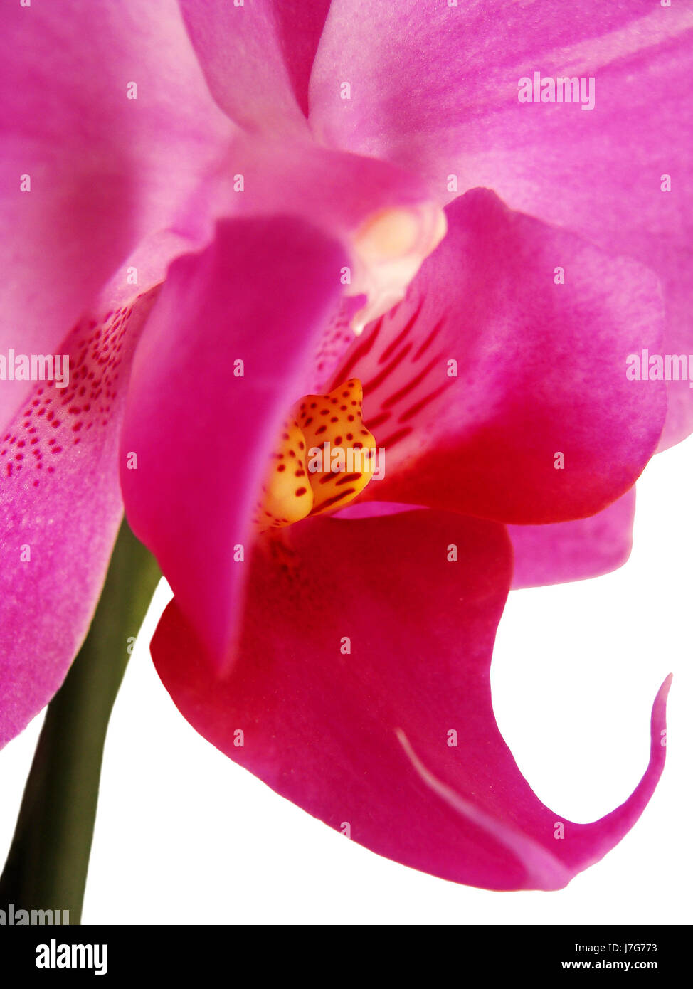 Nahaufnahme Makro Nahaufnahme Makro Aufnahme Ansicht Blüte Blüte gedeihen gedeihen Stockfoto