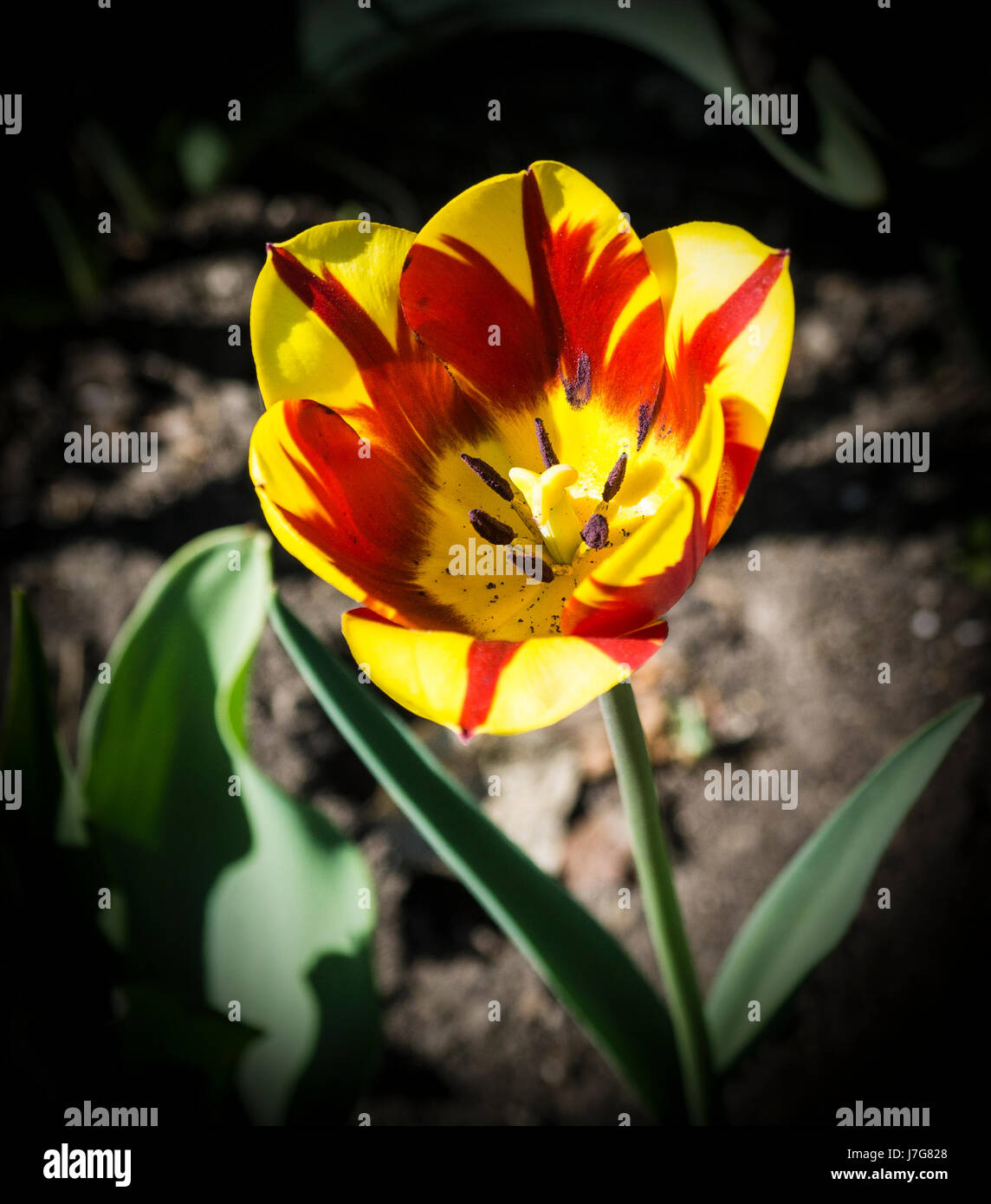 Papagei Tulpe Calgary Zoo Stockfoto