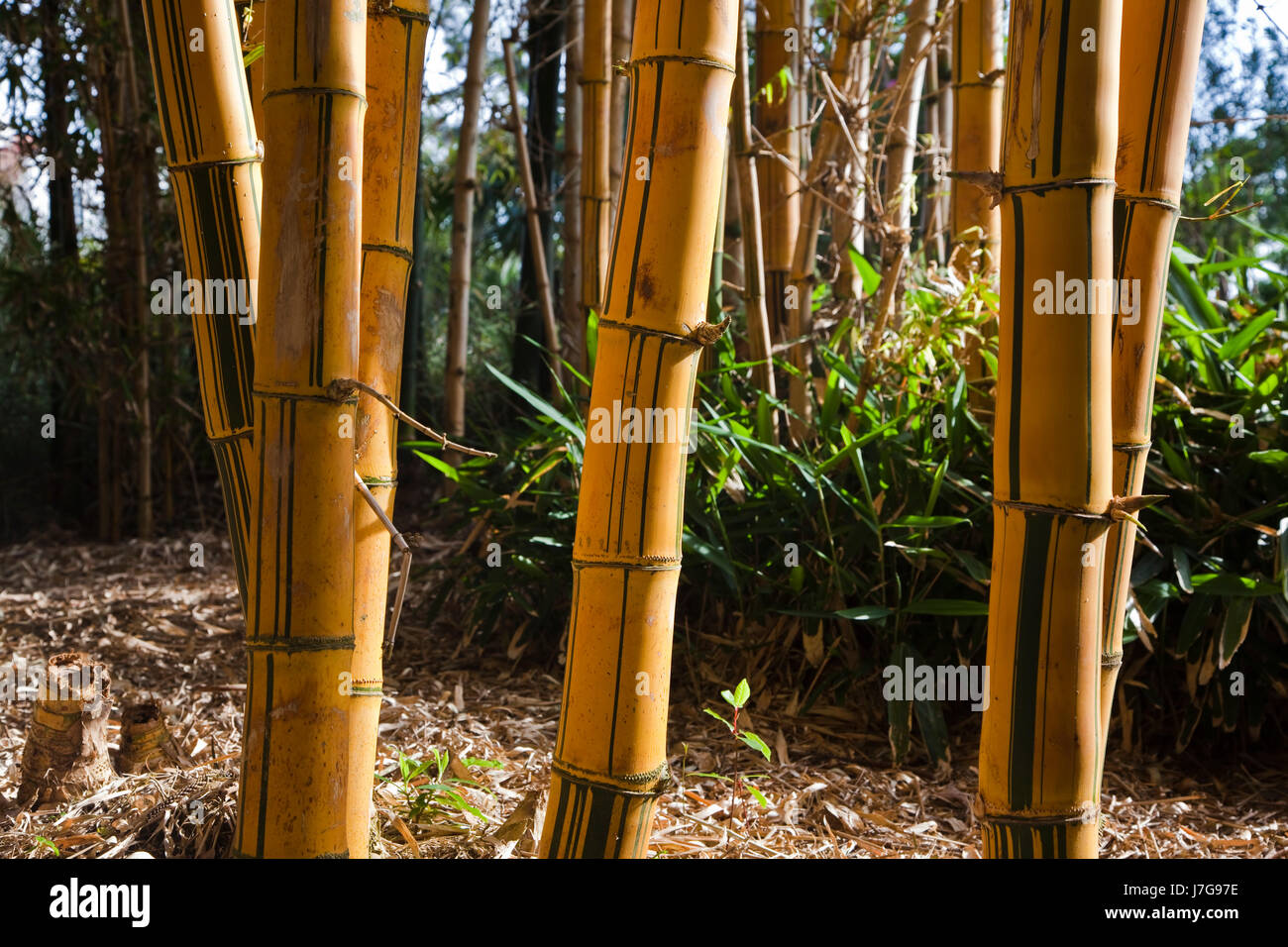 dracaena plant Dracaena marginata (dragon tree) main image 0