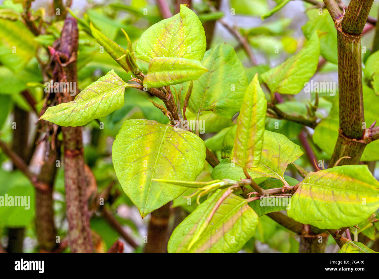 Japanisches Knotweed, Fallopia japonica Reynoutria japonica, junge Blätter schießen Frühjahrsprossen Pflanzen Stockfoto