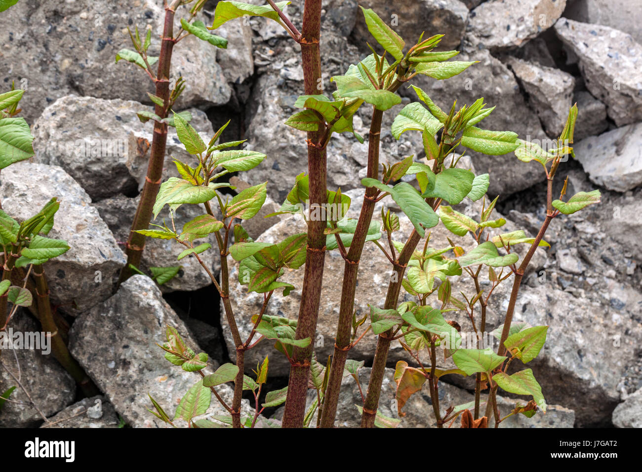 Japanisches Knokenkraut wächst auf Rums, Triebe des Wachstums Reynoutria japonica Fallopia japonica Asiatische Knokenkrautstämme wachsen auf einem Betonkippgrund Müll Stockfoto