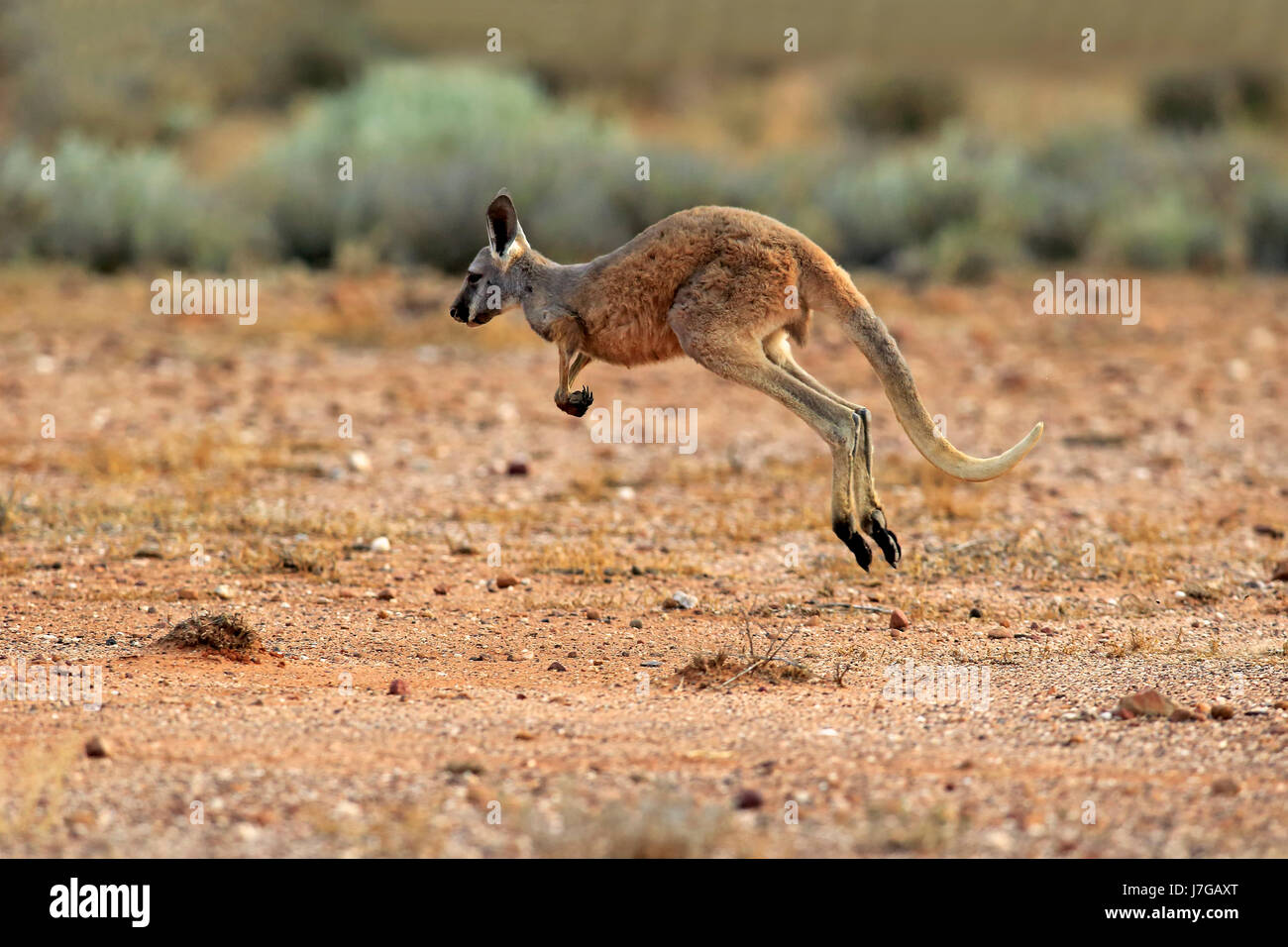 Roter Riese Känguruh (Macropus Rufus), Jungtier, springen, Sturt National Park, New-South.Wales, Australien Stockfoto