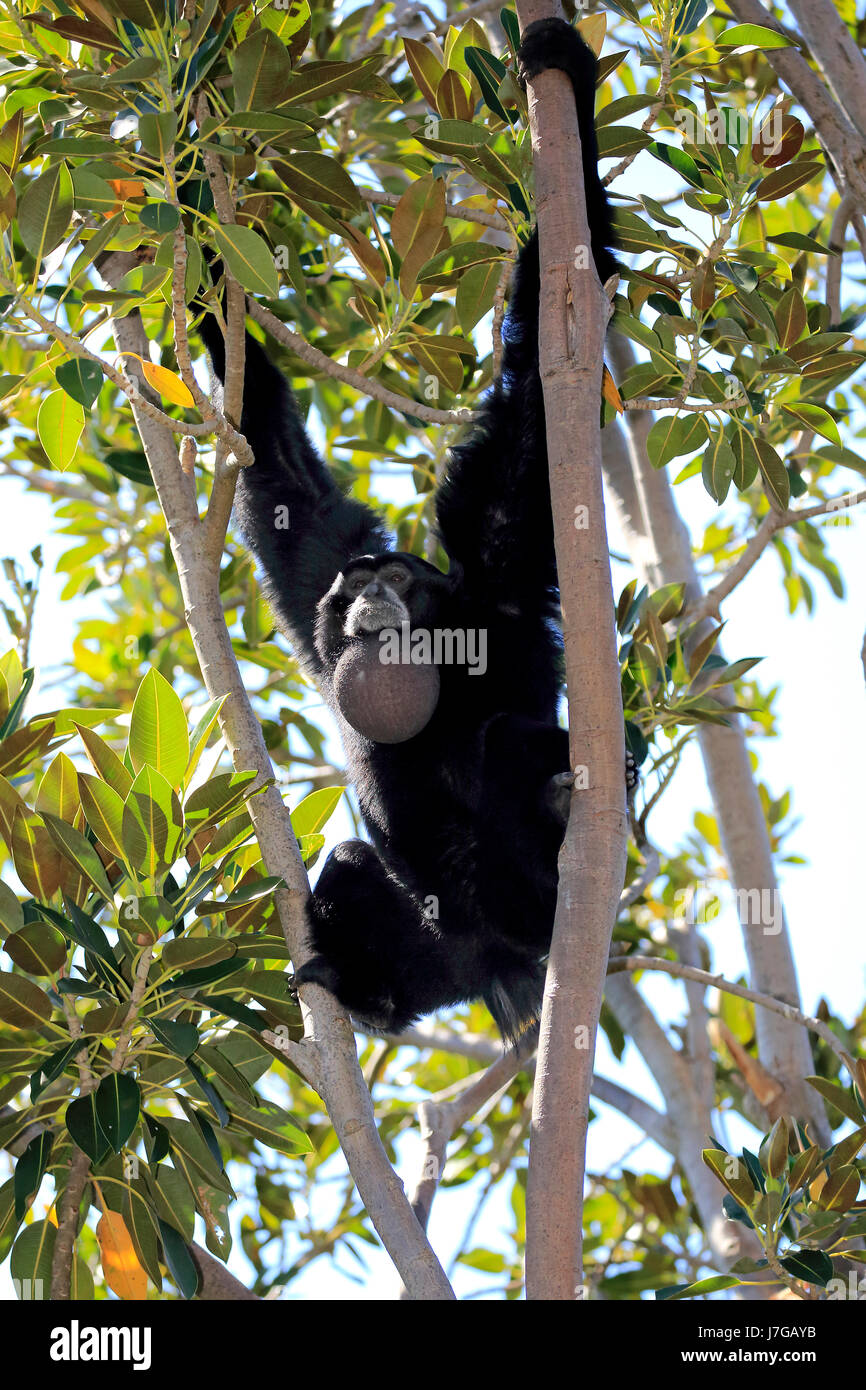 Siamang (Symphalangus Syndactylus), Erwachsene, sitzt im Baum, Gefangenschaft, Südostasien, Asien Stockfoto