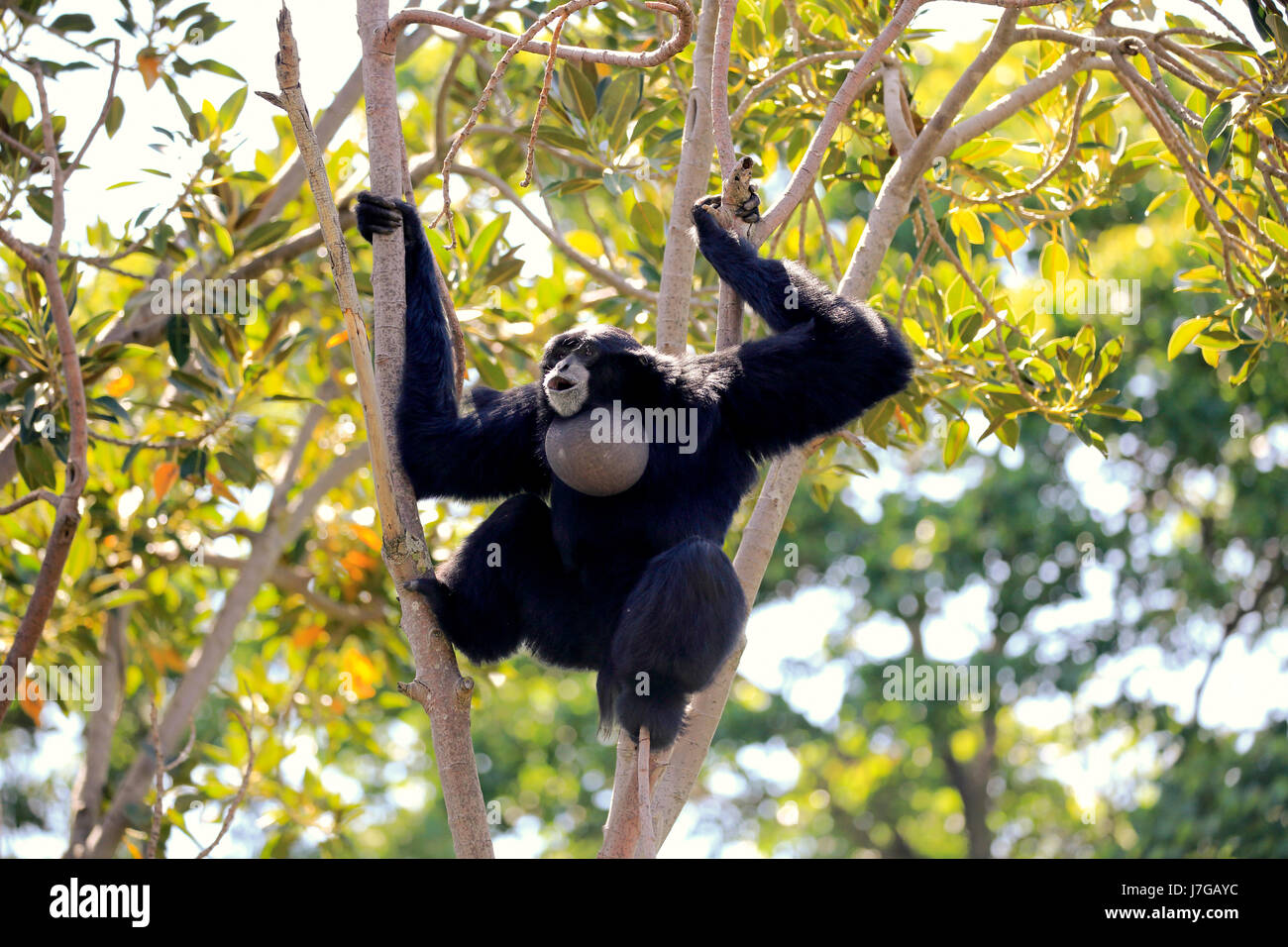 Siamang (Symphalangus Syndactylus), Erwachsene, sitzt im Baum, mit der Aufforderung, Gefangenschaft, Südostasien, Asien Stockfoto