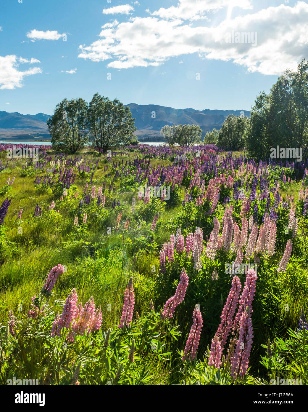 Lila großblättrige Lupinen (Lupinus Polyphyllus), Lake Tekapo, Canterbury, Südinsel, Neuseeland Stockfoto
