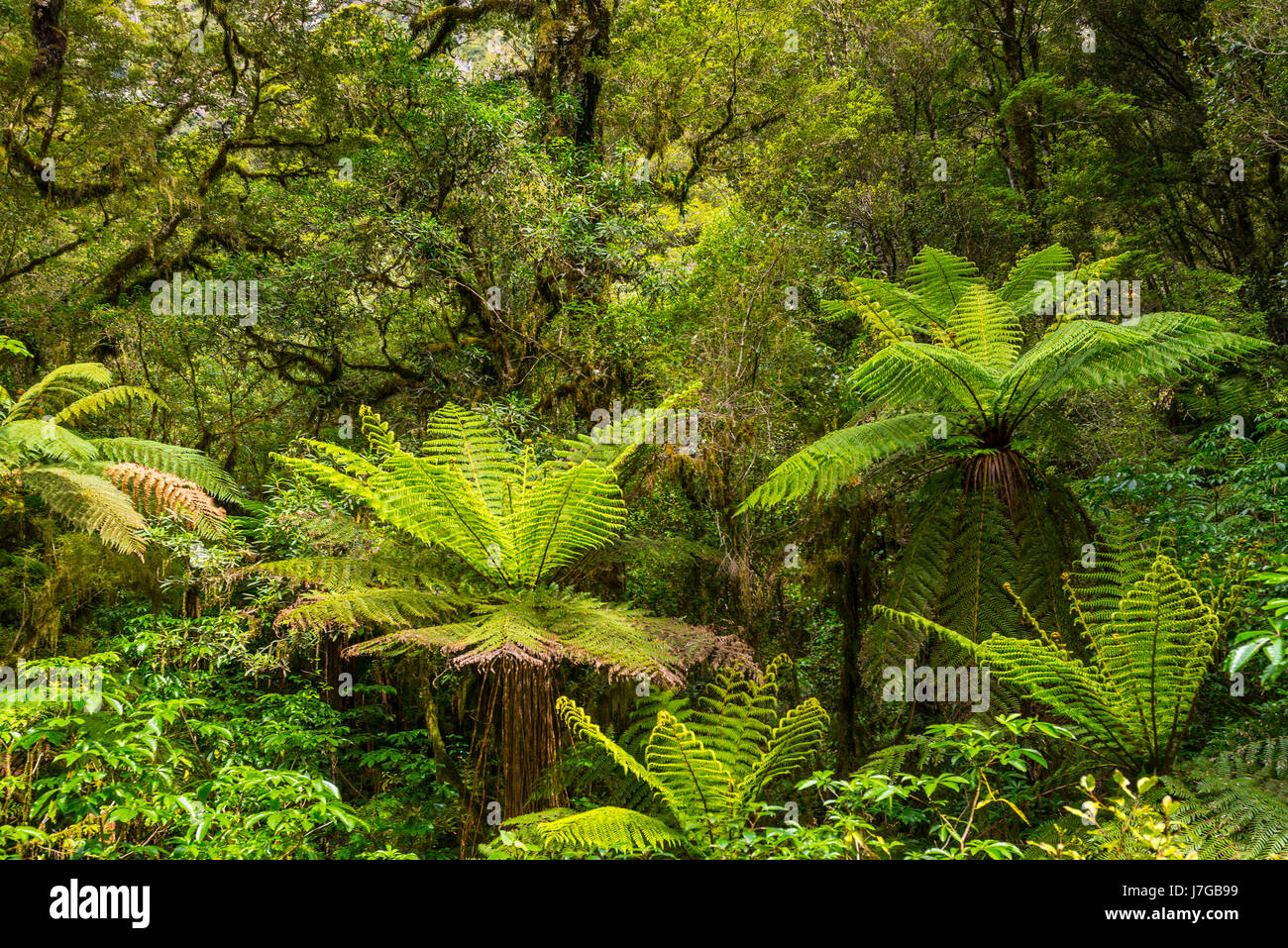 New Zealand Rainforest, Baum-Farn (Cyatheales), Fiordland-Nationalpark, Southland, Neuseeland Stockfoto