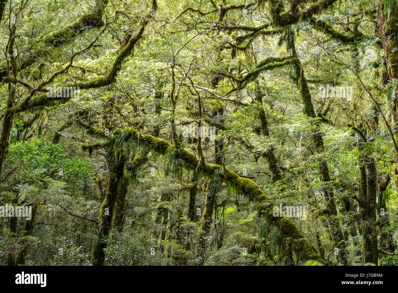New Zealand Regenwald, moosbewachsenen Bäumen, Fjordland National Park, Southland, Neuseeland Stockfoto