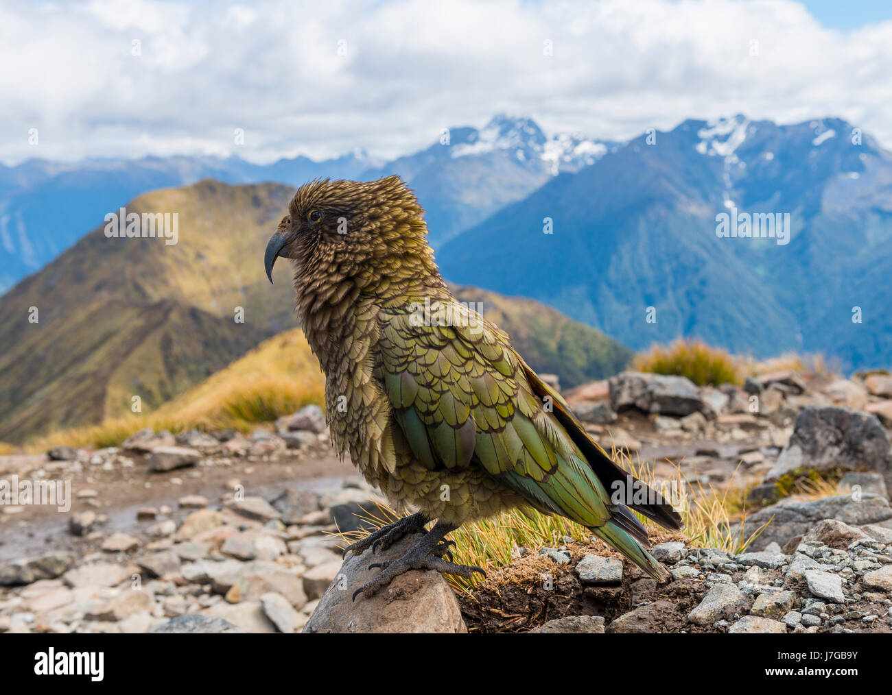 Berg-Papagei, Kea (Nestor Notabilis) in die Berge, Kepler Track, Fiordland Nationalpark, Südinsel, Neuseeland Stockfoto