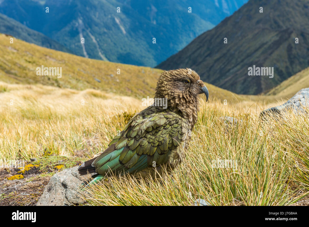 Berg-Papagei, Kea (Nestor Notabilis) in die Berge, Kepler Track, Fiordland Nationalpark, Südinsel, Neuseeland Stockfoto