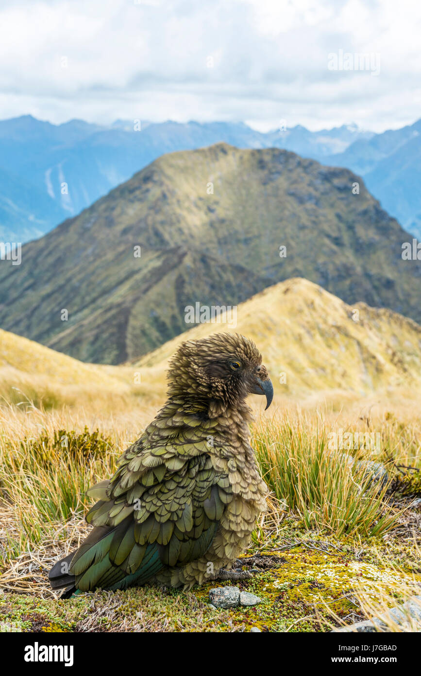 Berg-Papagei, Kea (Nestor Notabilis) in die Berge, Kepler Track, Fiordland Nationalpark, Südinsel, Neuseeland Stockfoto