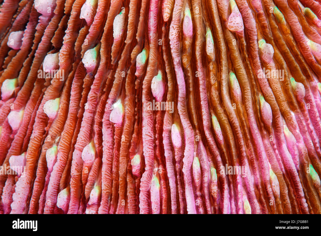 Polypen der Korallen ein Pilz (Fungiidae), Raja Ampat Archipel, Papua Barat, West-Neuguinea, Pazifik, Indonesien Stockfoto