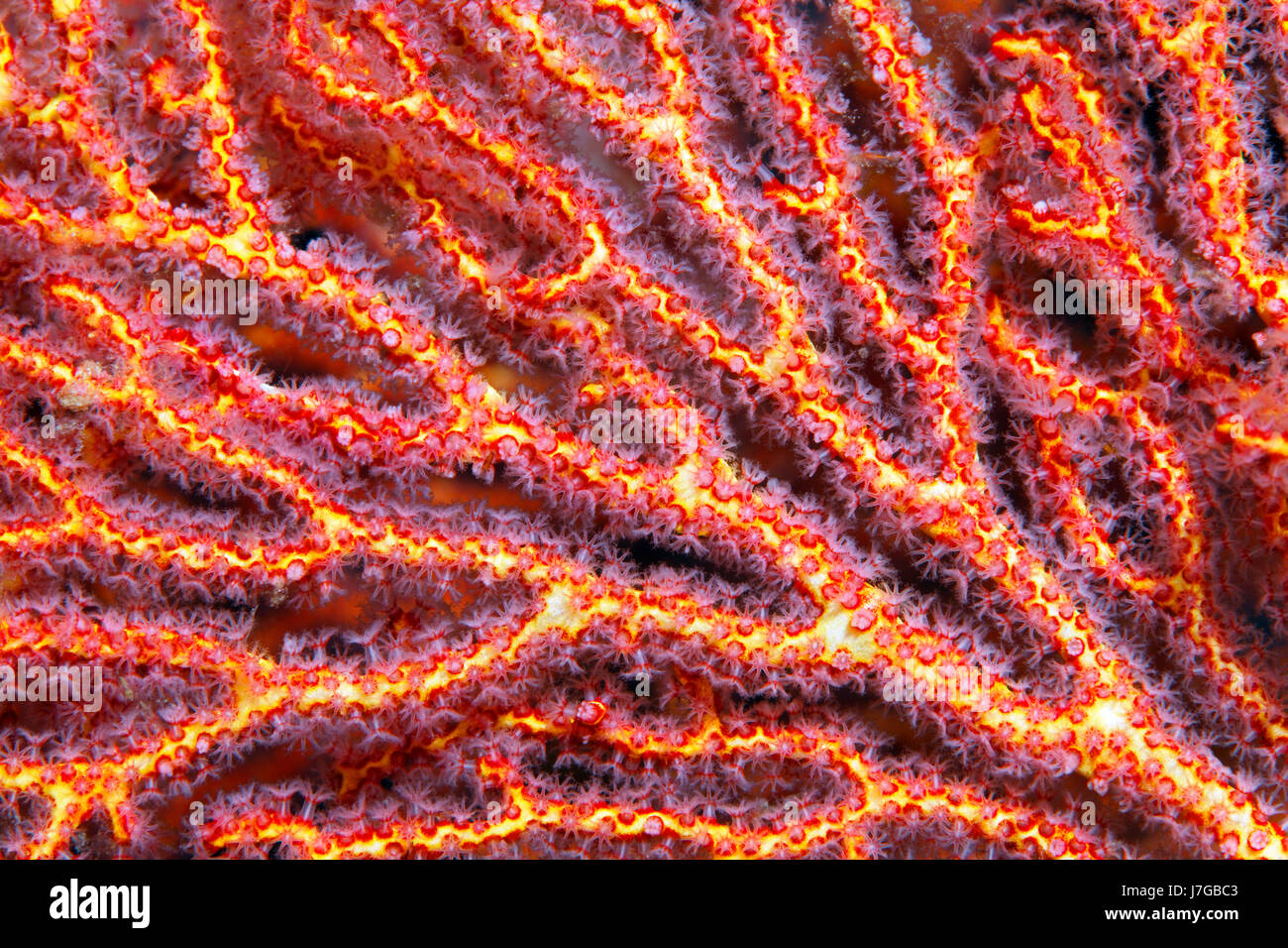 Korallenpolypen am Mopsella Gorgonien (Pugella SP.), Detail, rot, Raja Ampat Archipel, West-Neuguinea, Papua Barat, Pazifik Stockfoto