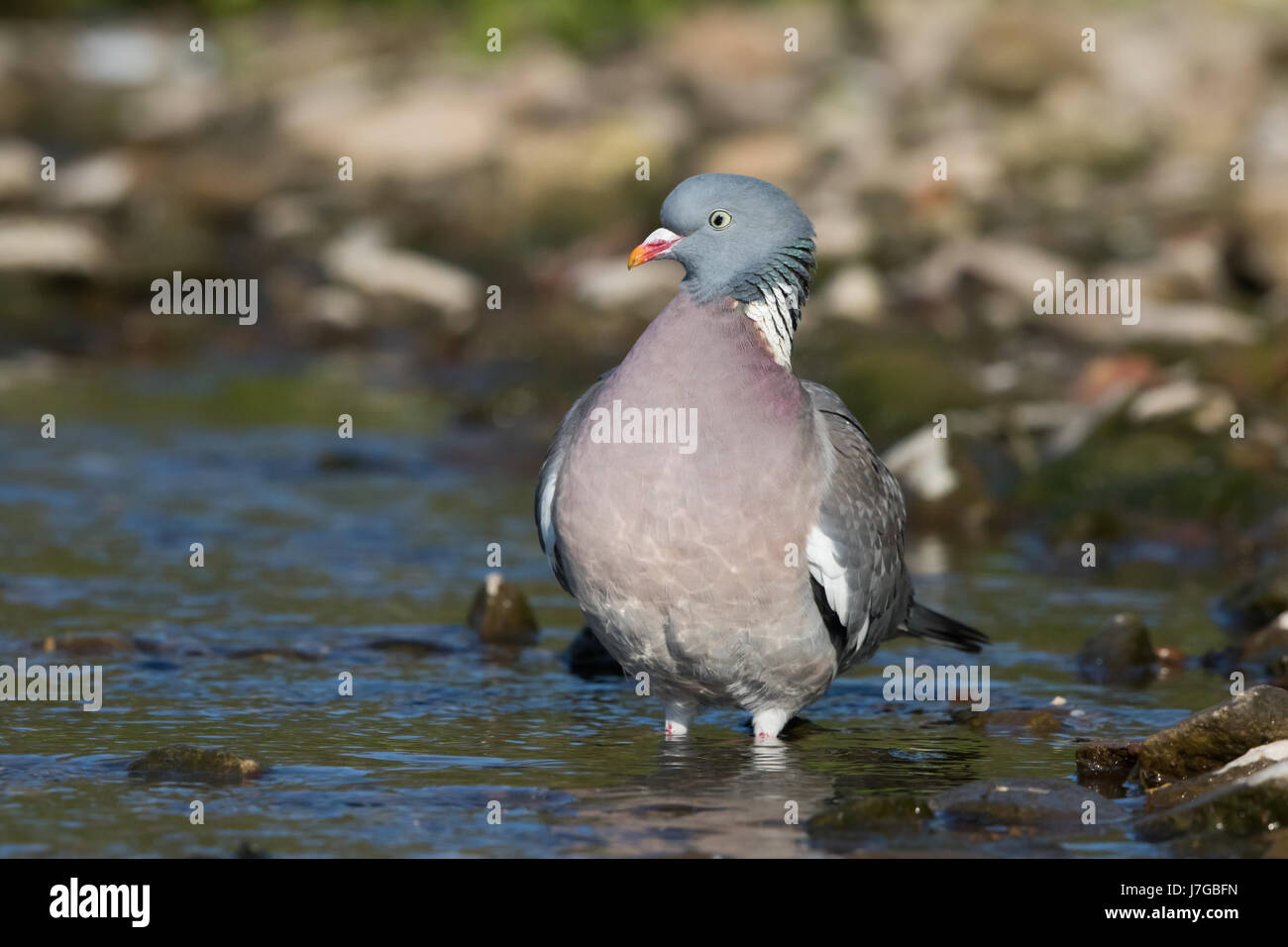 Ringeltaube (Columba Palumbus) stehen im Bach, Hessen, Deutschland Stockfoto