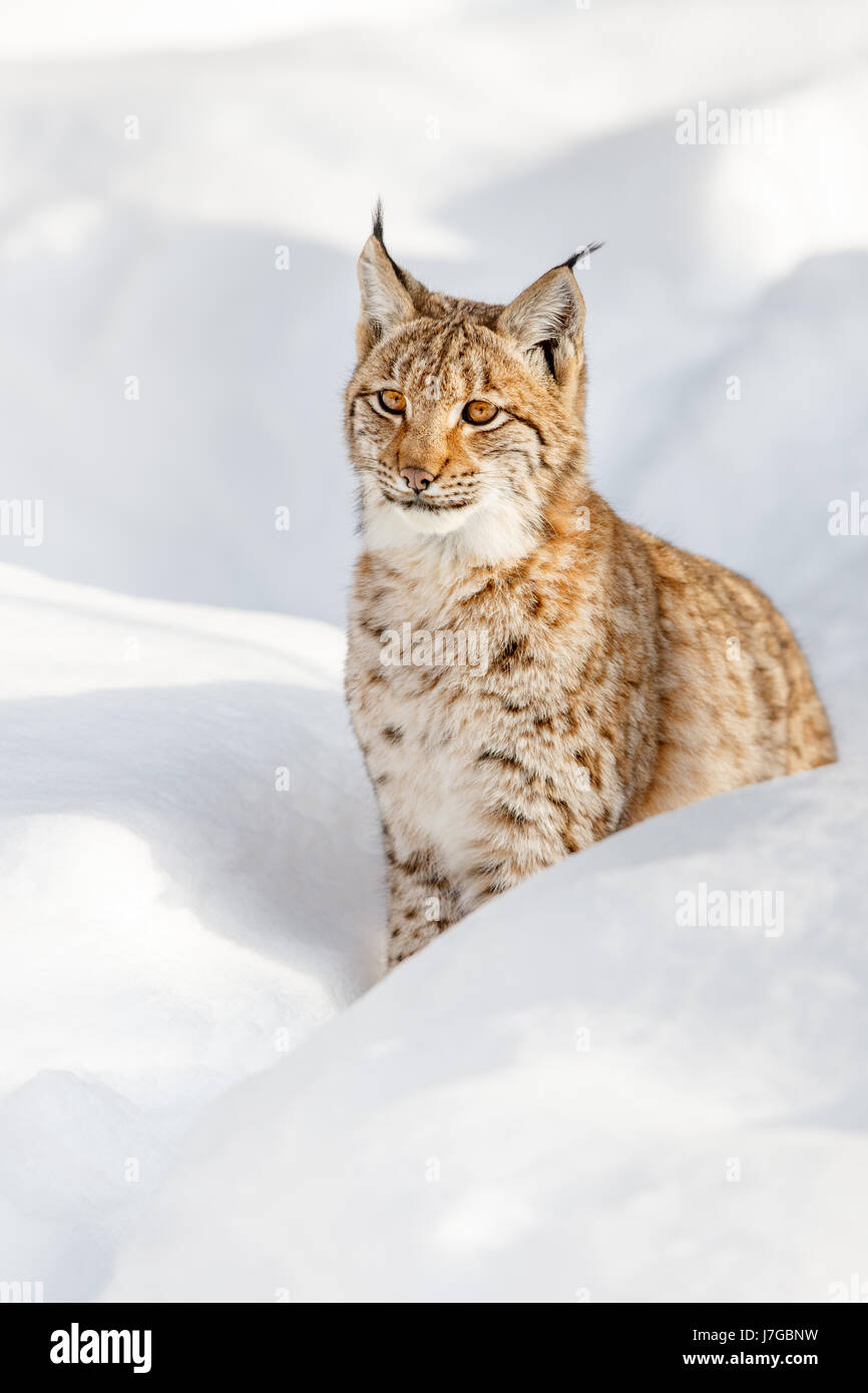 Eurasischer Luchs (Lynx Lynx) sitzen im Schnee, Bayern, Deutschland Stockfoto