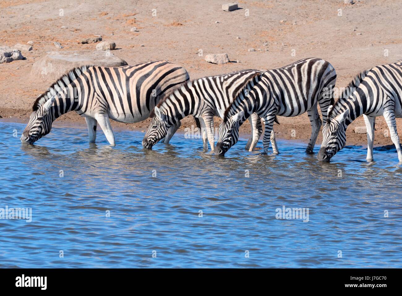 Burchell Zebras (Equus Quagga Burchellii), trinken am Wasserloch, Etosha Nationalpark, Namibia Stockfoto
