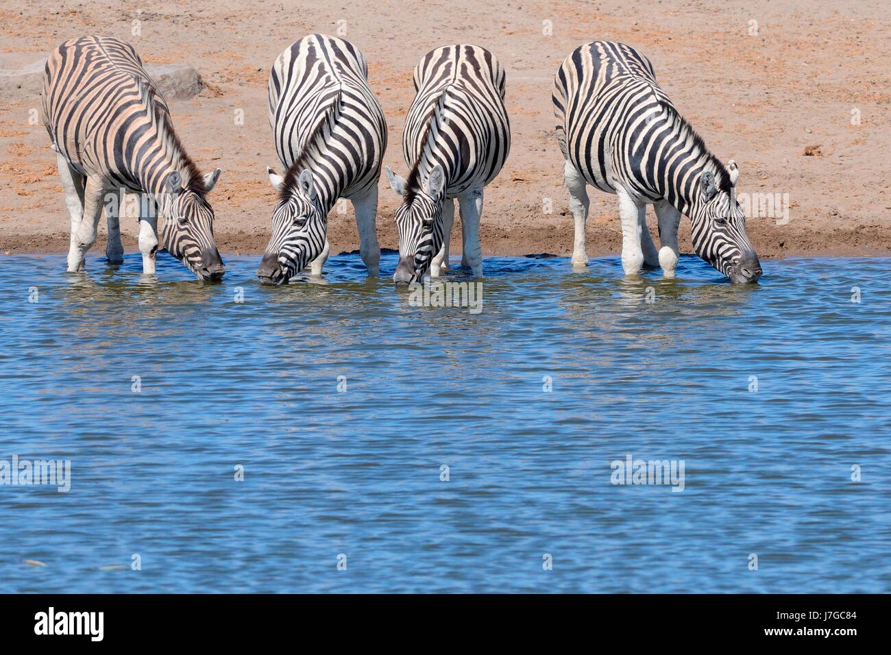 Burchell Zebras (Equus Quagga Burchellii) trinken am Wasserloch, Etosha Nationalpark, Namibia Stockfoto