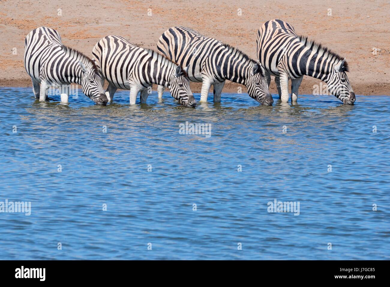 Burchell Zebras (Equus Quagga Burchellii) trinken am Wasserloch, Etosha Nationalpark, Namibia Stockfoto