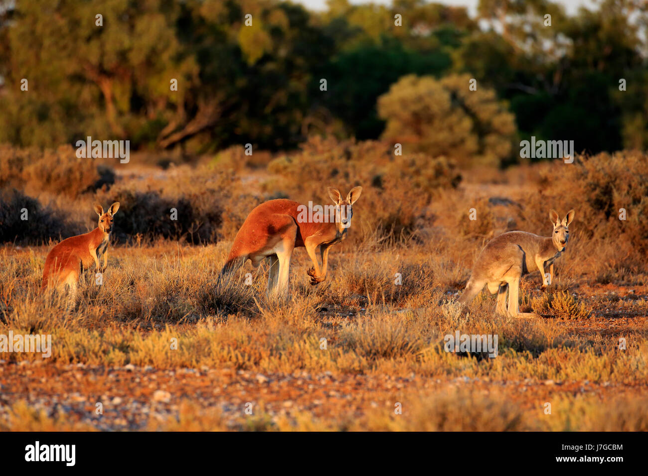 Roten Riesenkängurus (Macropus Rufus), Tierfamilie wachsamen, Sturt Nationalpark, New South Wales, Australien Stockfoto