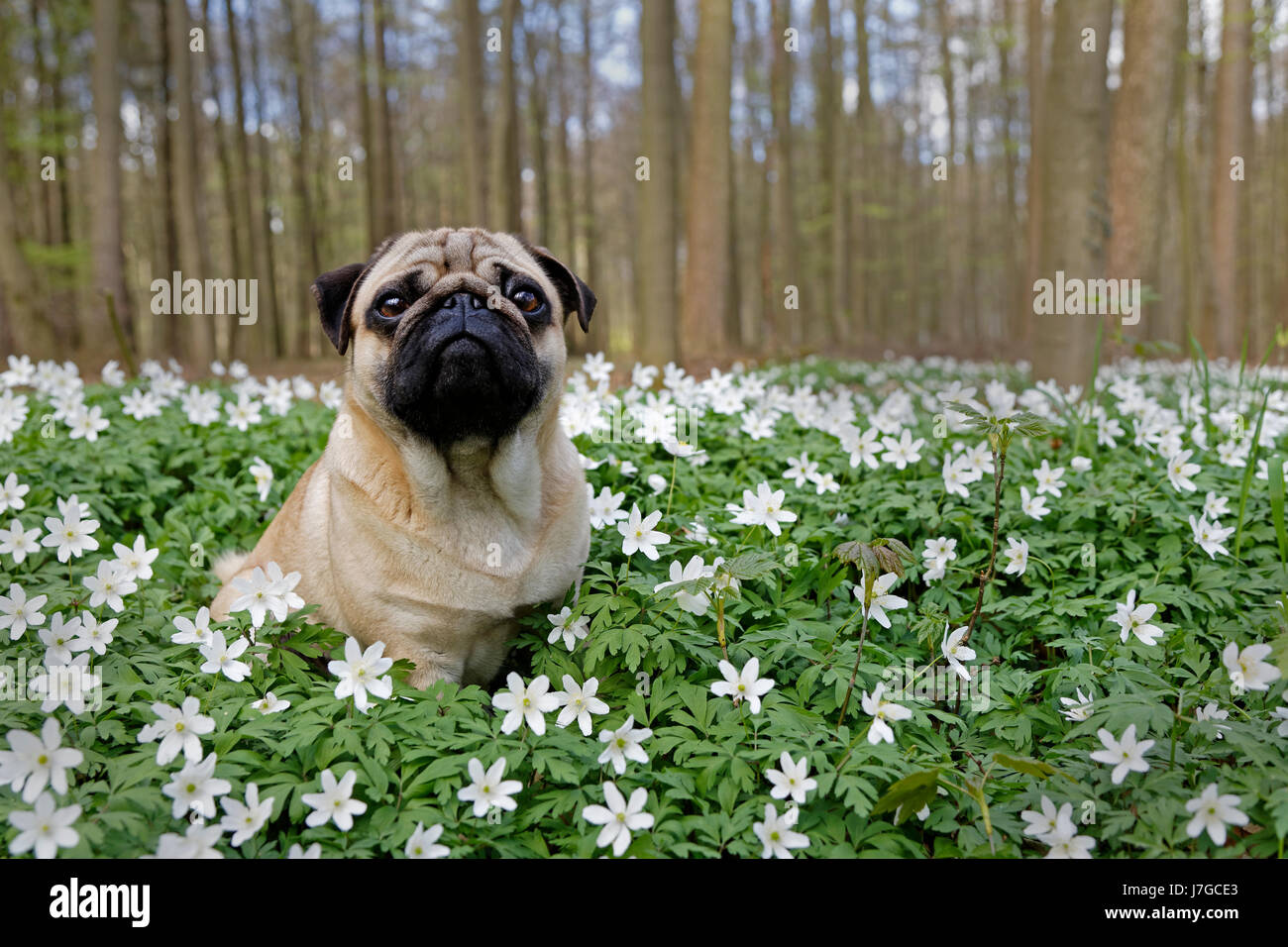 Mops sitzend auf Wiese mit Holz Anemonen, SchleswigHolstein