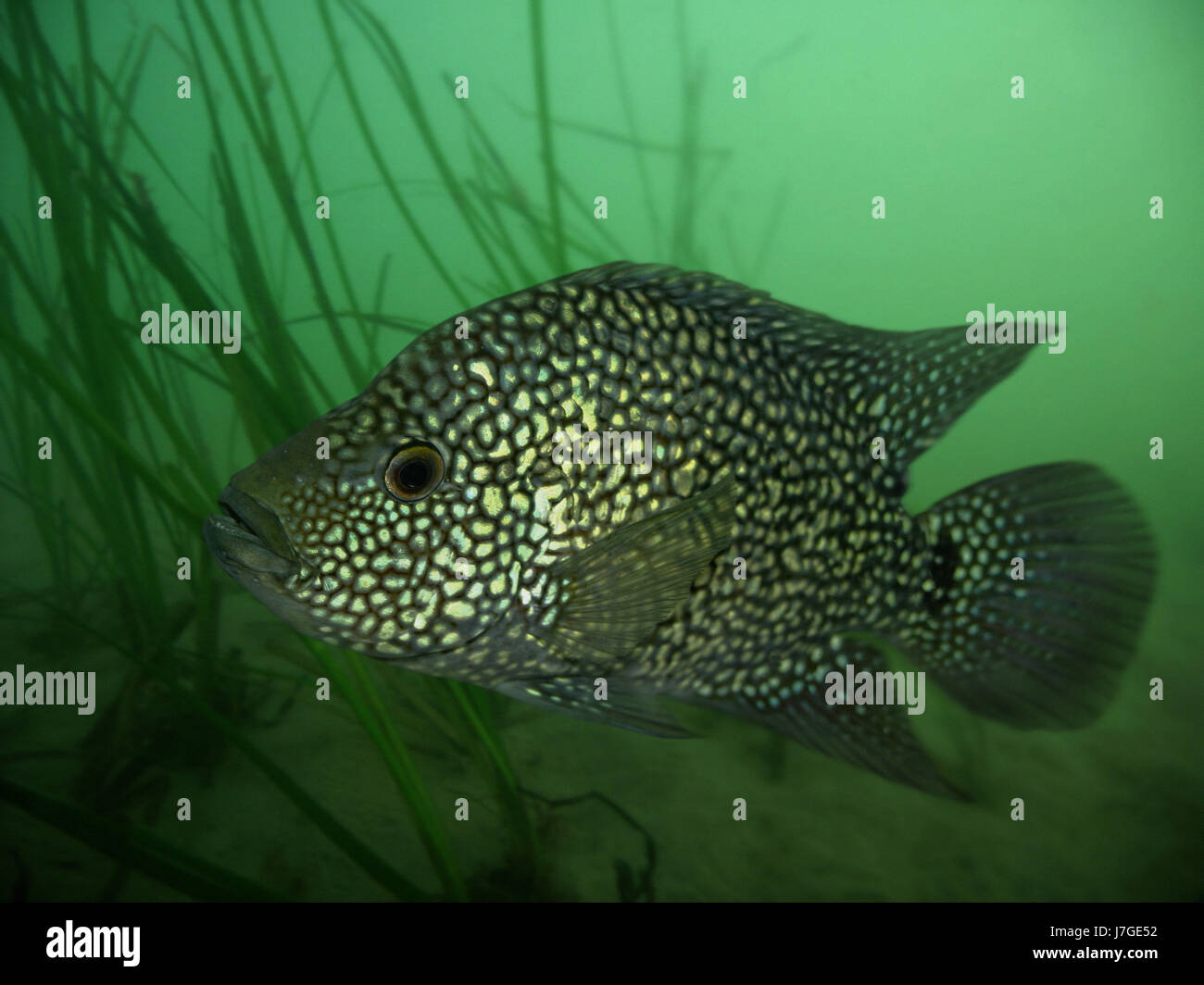 Cichlasoma Cyanoguttatum Stockfotos Und Bilder Kaufen Alamy