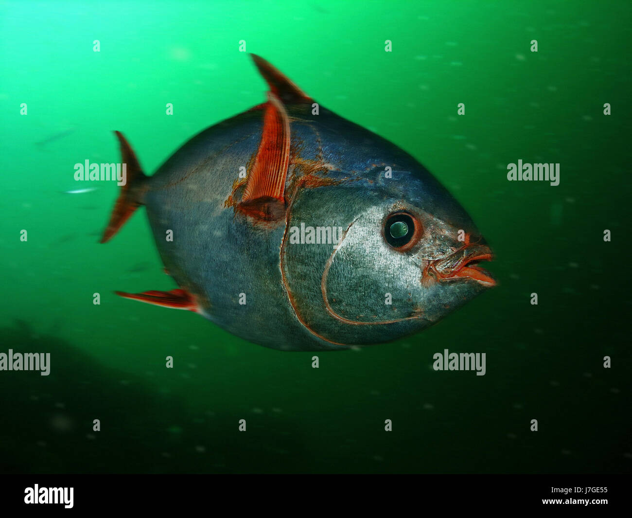 Südlichen Opah, Lampris Immaculatus. Neuseeland Stockfoto