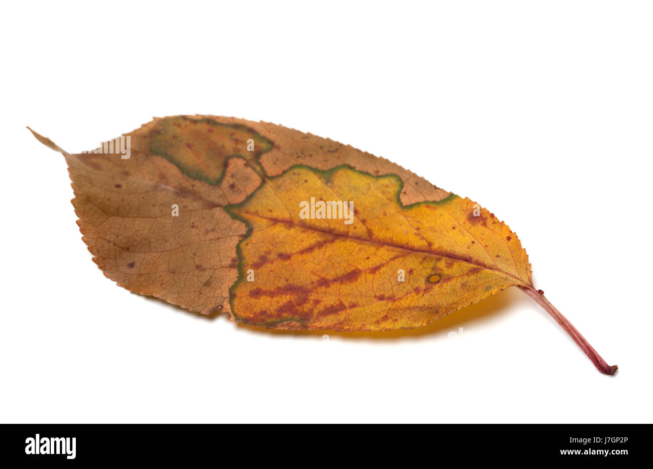 Multicolor Herbst Blatt. Isoliert auf weißem Hintergrund. Selektiven Fokus Stockfoto