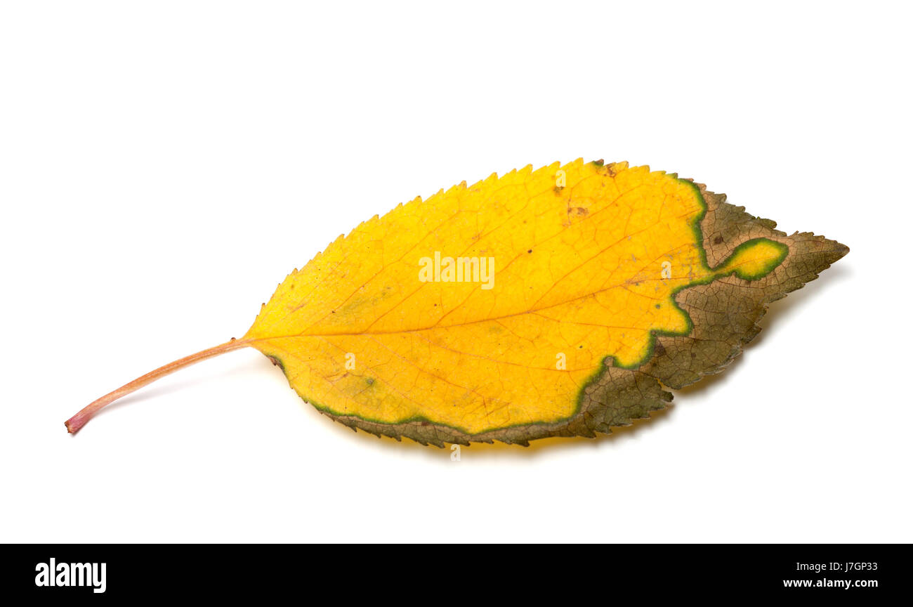 Vergilbte Herbst Blatt getrocknet. Isoliert auf weißem Hintergrund. Stockfoto