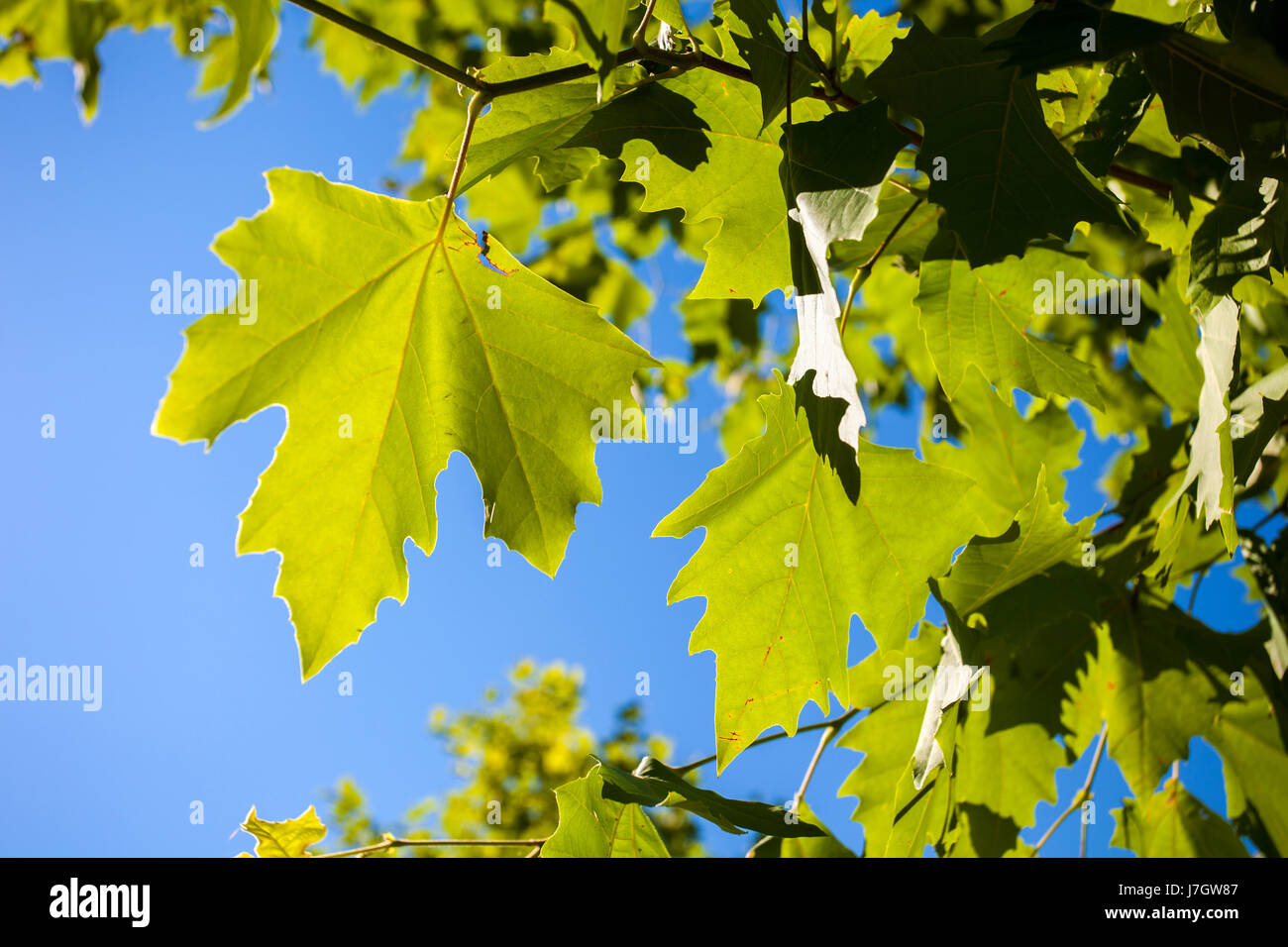 Grüne Blätter vor blauem Himmel mit flachen Fokus. Stockfoto