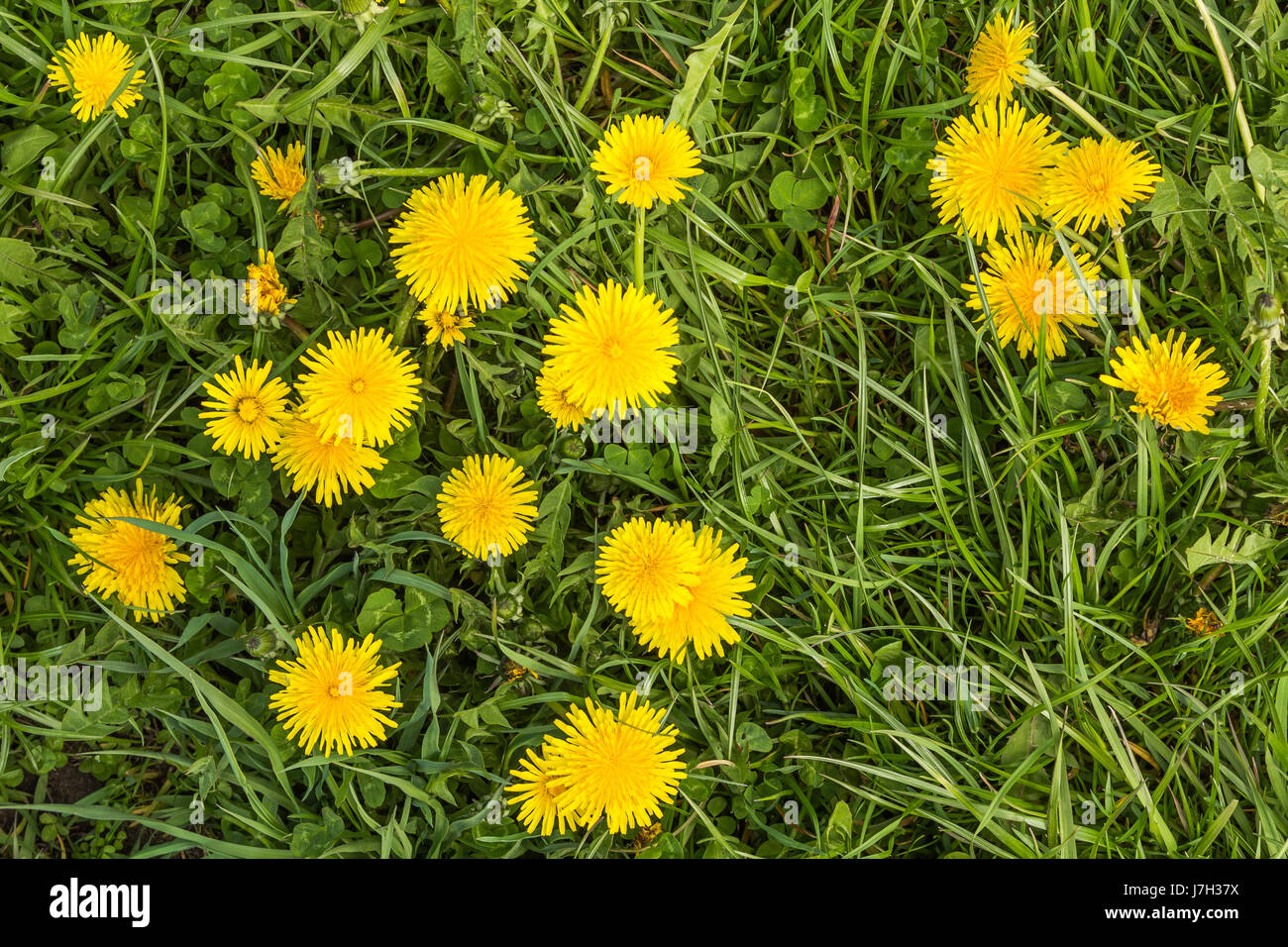 Löwenzahn, gelbe Blumen auf dem grünen Rasen, natürlichen Hintergrund  Stockfotografie - Alamy