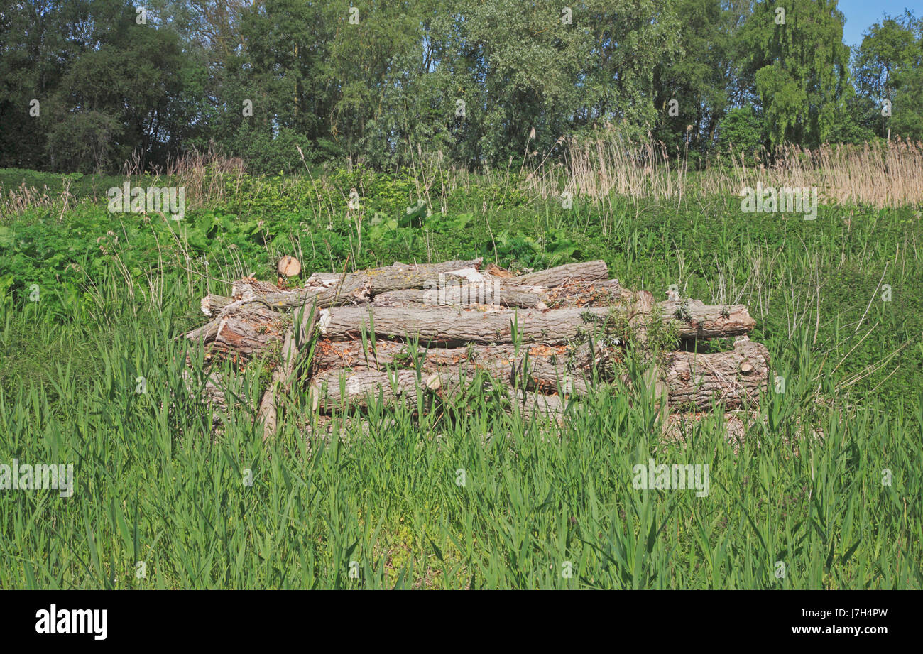 Ein Haufen von Protokollen über die Flotte Deich in der Norfolk Broads in South Walsham, Norfolk, England, Vereinigtes Königreich, Europa. Stockfoto