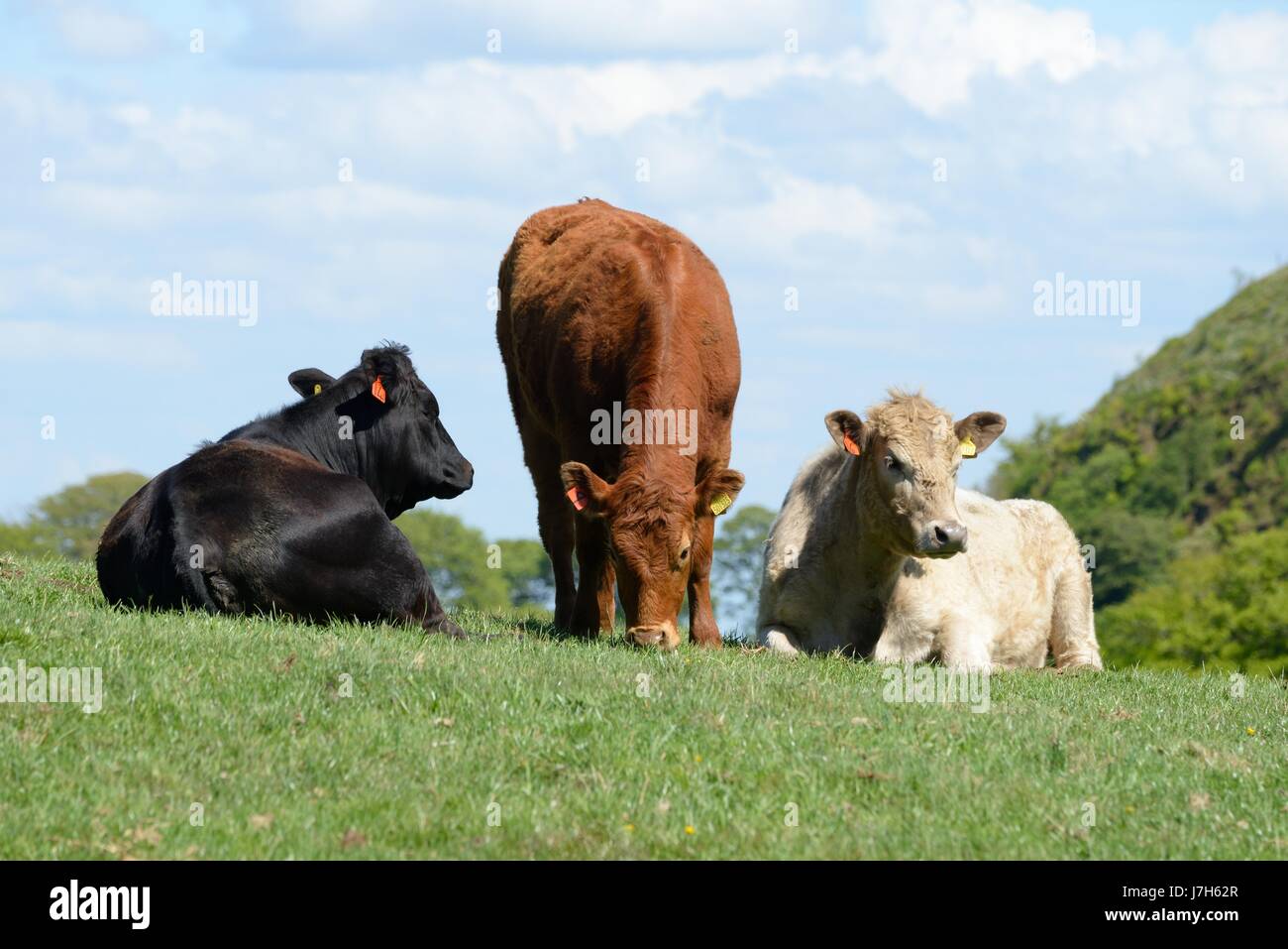 Kühe in verschiedenen Farben, zusammengefasst in einem Feld in der Nähe von Glasgow, Scotland, UK Stockfoto