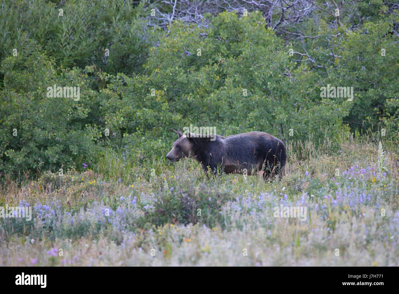 Grizzly Bären in Sommerwiese Glacier National Park, Montana Stockfoto