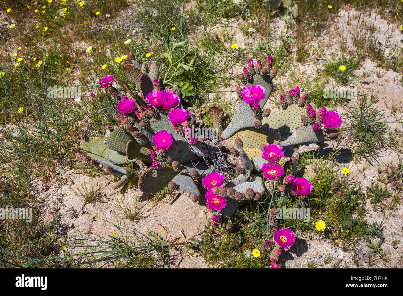 Wüste Wildblumenwiese mit Beavertail Kaktus blüht in der Nähe von Borrego Springs, Kalifornien, USA. Stockfoto