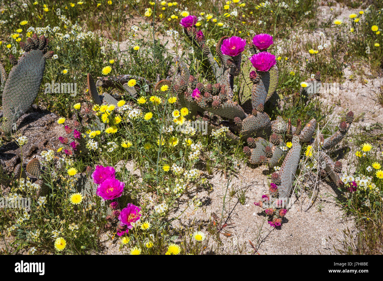 Wüste Wildblumenwiese mit Beavertail Kaktus blüht in der Nähe von Borrego Springs, Kalifornien, USA. Stockfoto