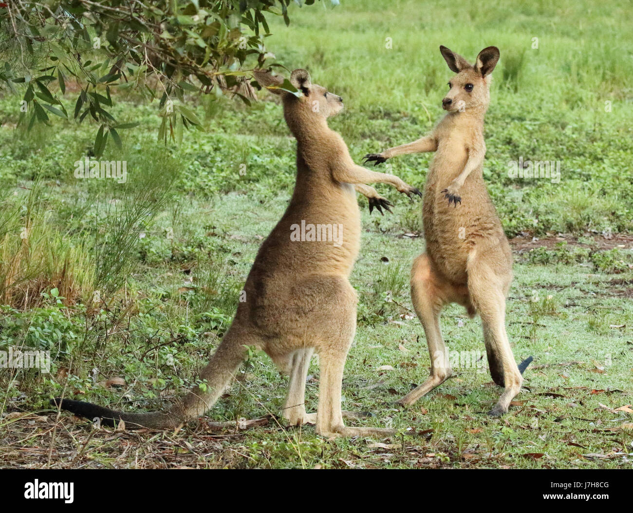 Ein paar der östlichen grau Kangaroos kämpfen und ausweichen. Stockfoto