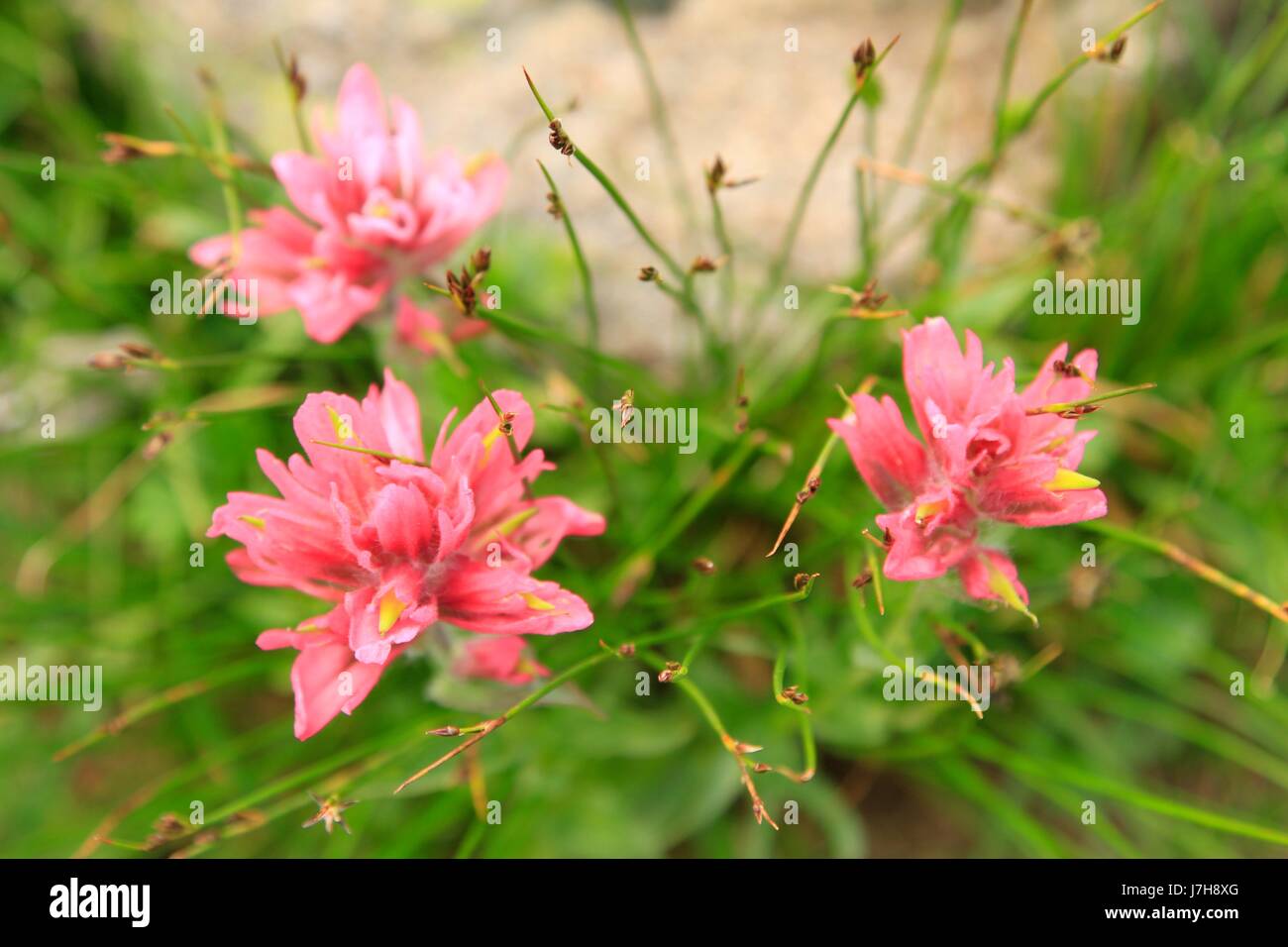 Indian Paintbrush in der Beartooth Mountains, Montana Stockfoto