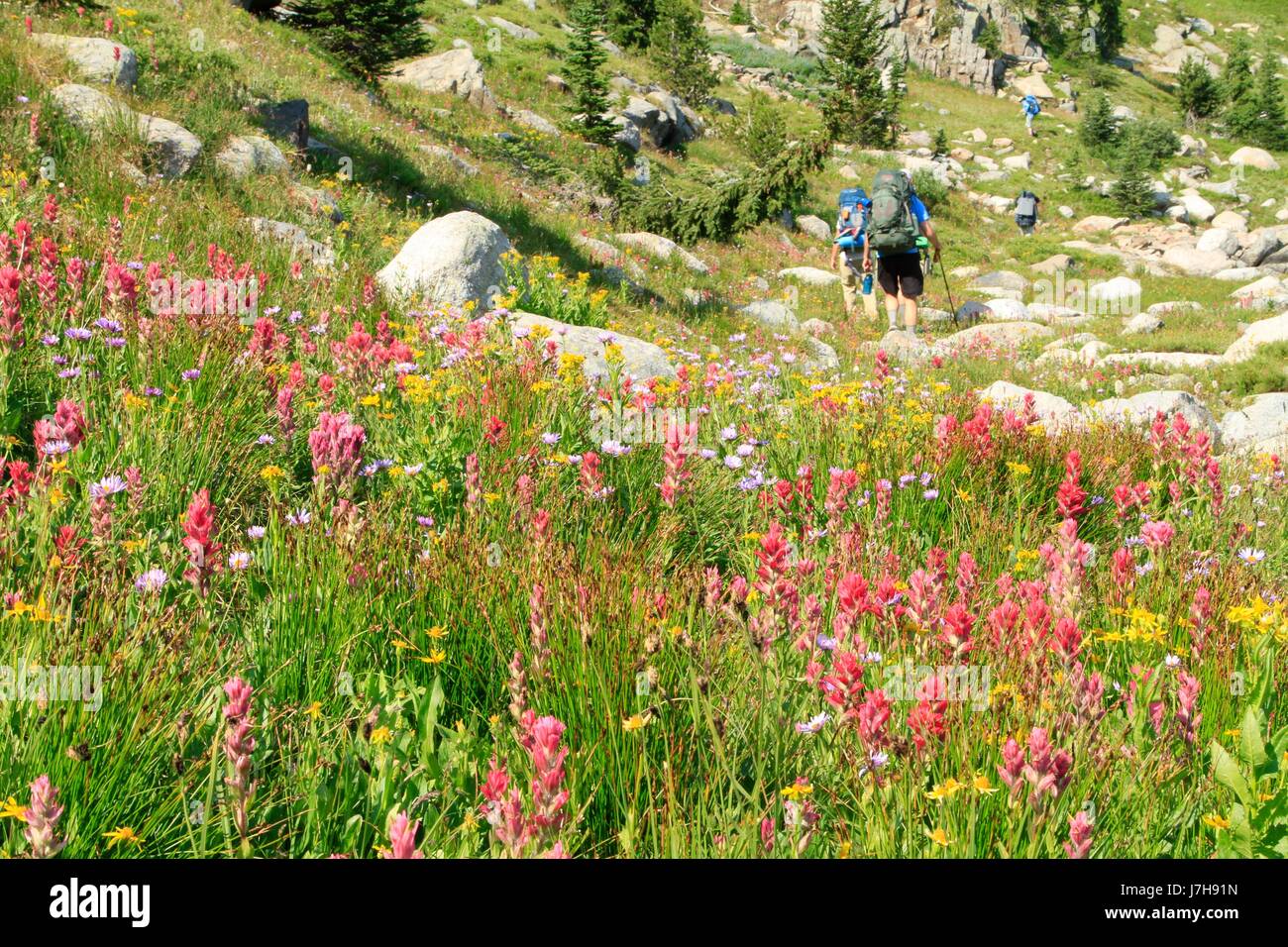 Wanderer verlassen eines Feldes von Wildblumen, Beartooth Mountains, Montana Stockfoto