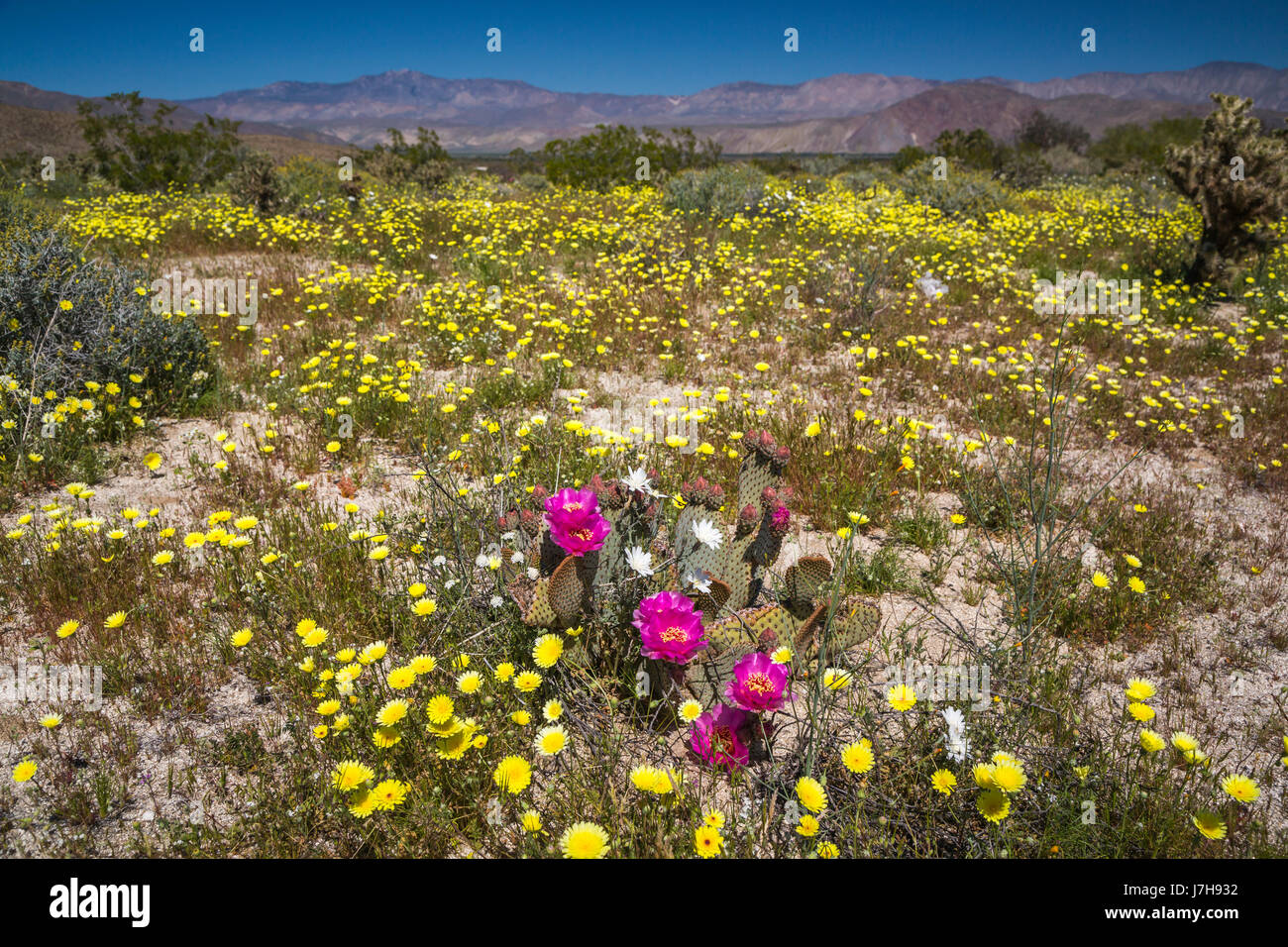 Wüste Wildblumenwiese mit Beavertail Kaktus blüht in der Nähe von Borrego Springs, Kalifornien, USA. Stockfoto