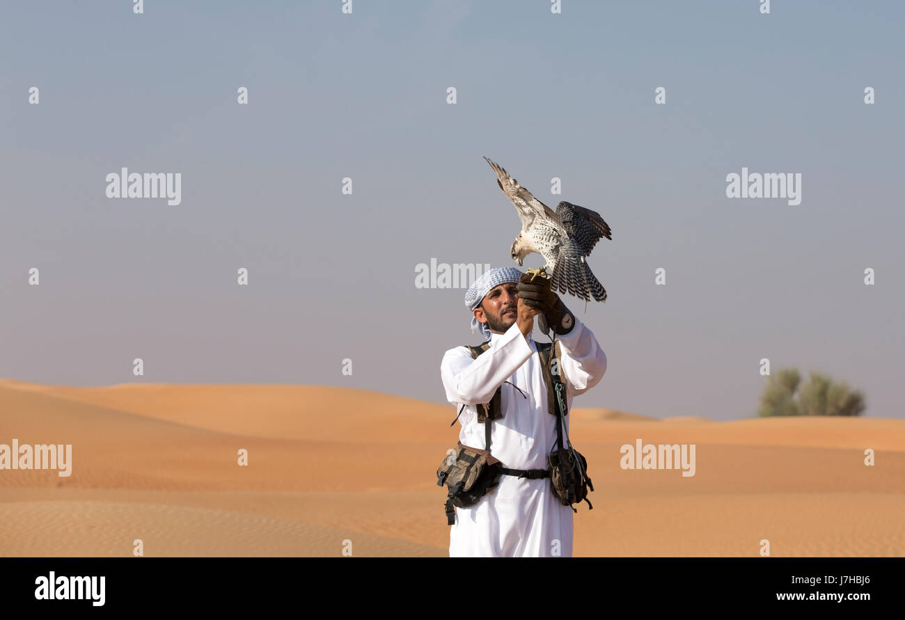 Dubai, Vereinigte Arabische Emirate, 18. November 2016: Falkner Ausbildung seinen Falken Stockfoto