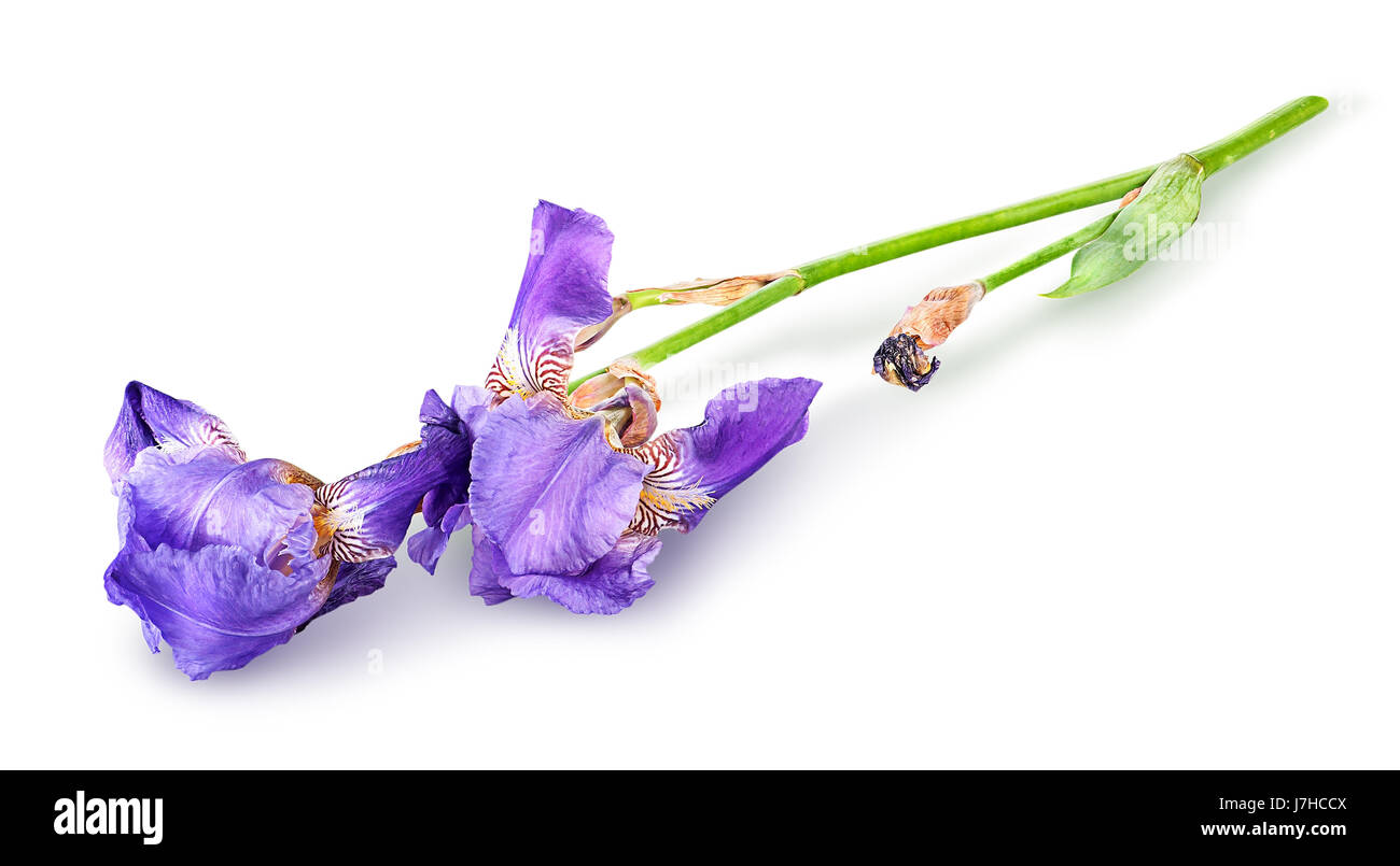 Einzelne Iris Blume liegend Stockfoto