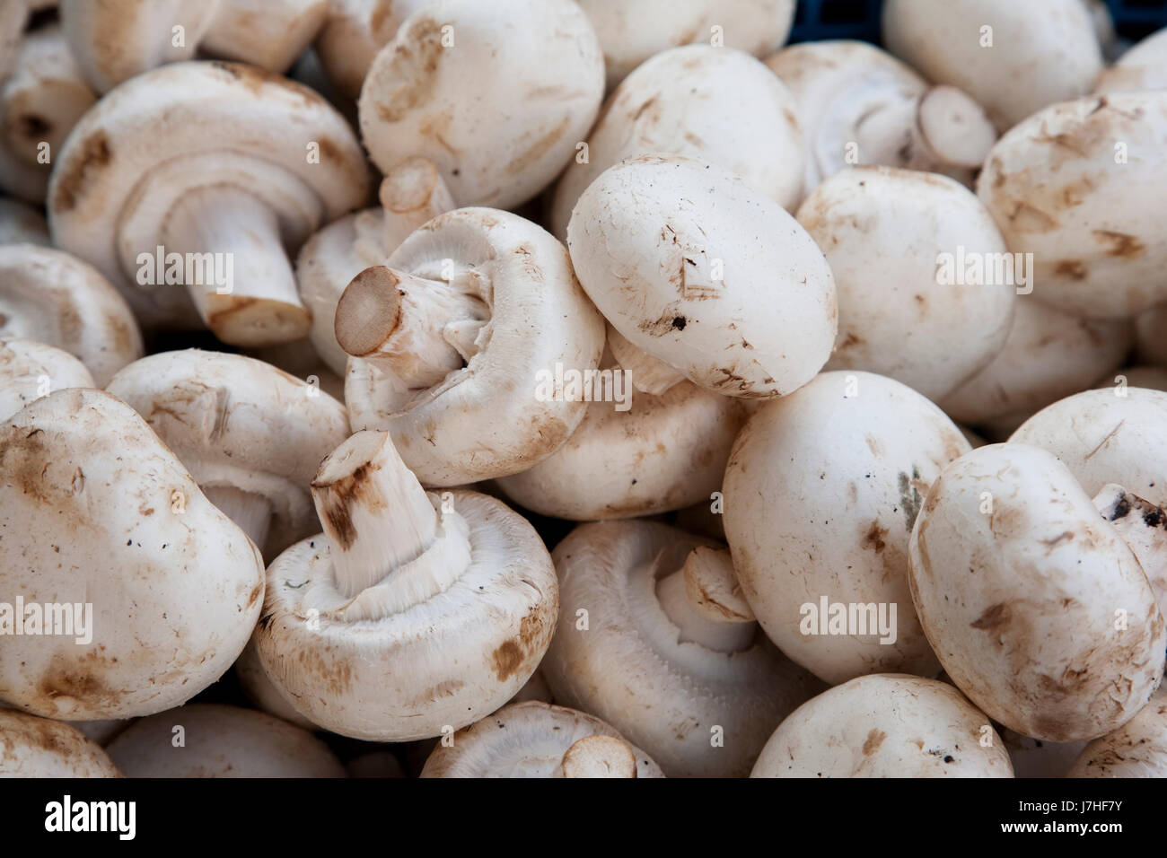 Lebensmittel Nahrungsmittel pflanzlichen Pilz Pilz Sammlung Zutat Lebensmittel Nahrungsmittel Stockfoto